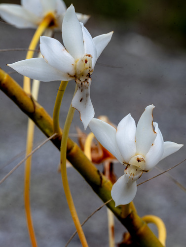 Ellis' Aerangis
