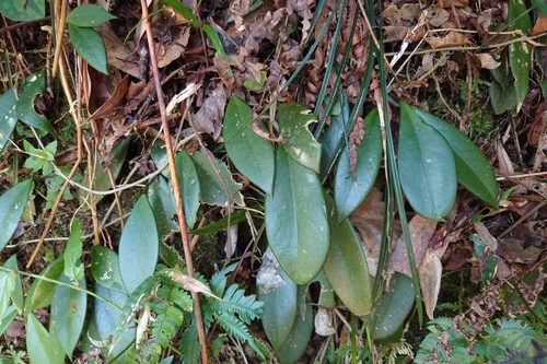 Image of Hoya carnosa by (c) 如此甚好, some rights reserved (CC BY)