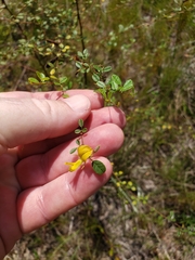 Rhynchosia cytisoides