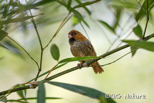 Short-tailed Parrotbill (Suthora davidiana), photo 4