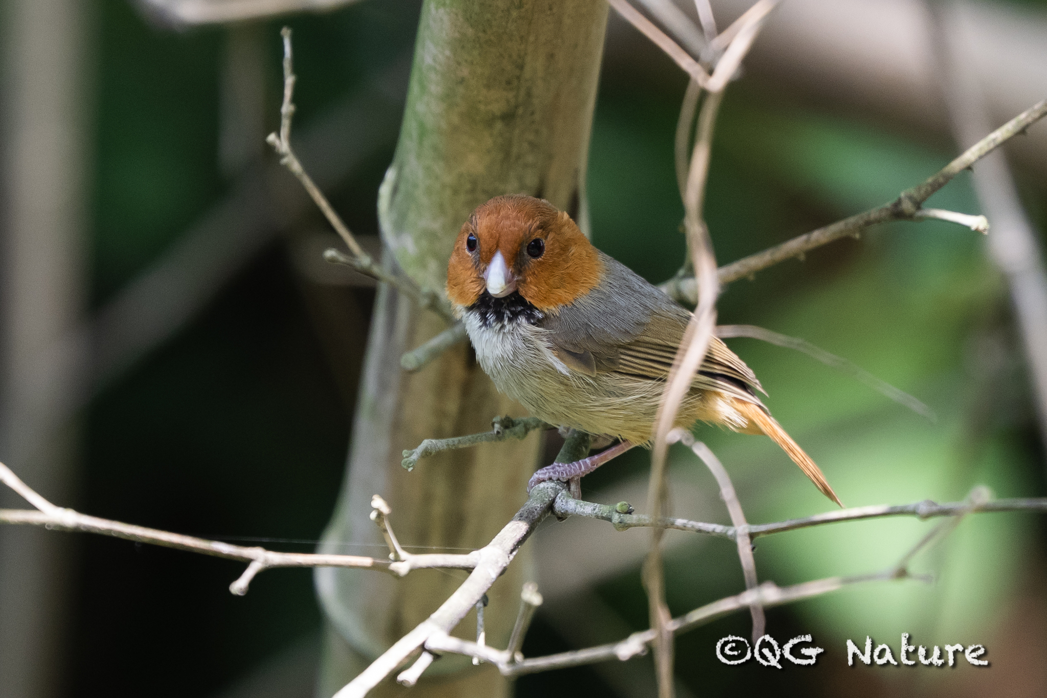 Short-tailed Parrotbill