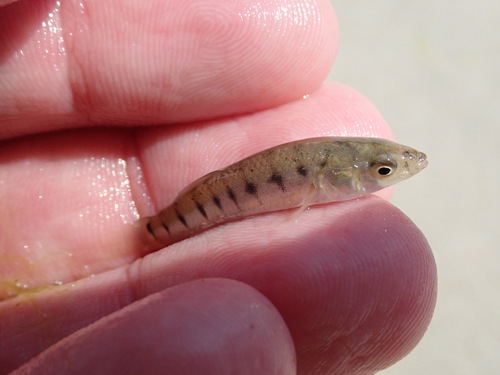 Striped Killifish