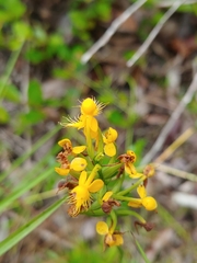 Platanthera cristata
