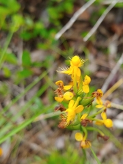 Platanthera cristata