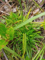 Platanthera cristata