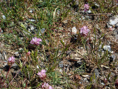 Armeria sardoa