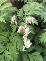 Dicentra nevadensis