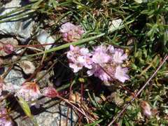 Armeria sardoa