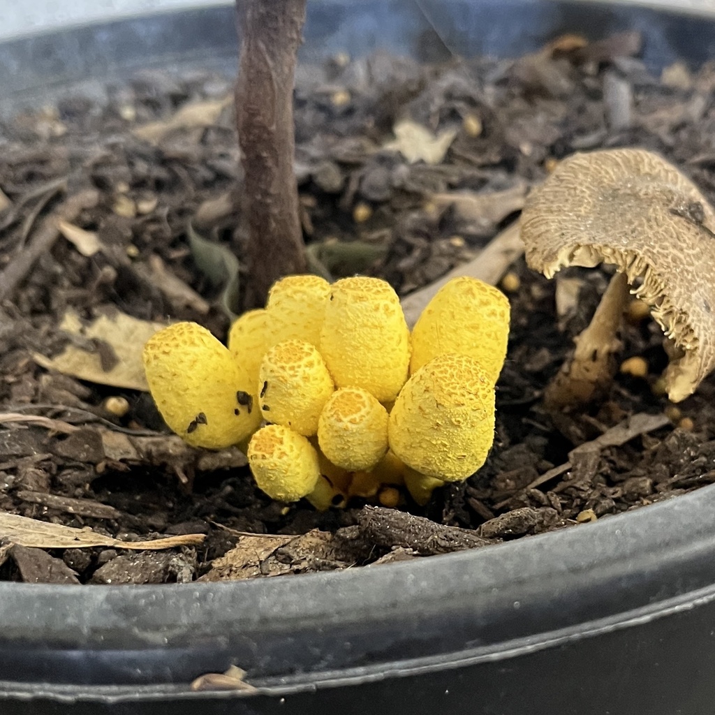 Leucocoprinus birnbaumii · April 2025 · photo: © andrea_l (iNaturalist, cc-by)