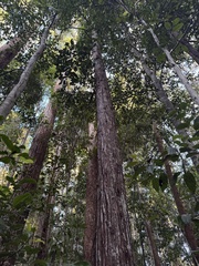 Callitris macleayana, photograph (c) Caleb Catto, some rights reserved (CC BY)