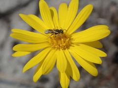 Perdita swenki