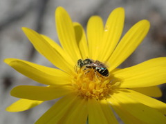Perdita swenki