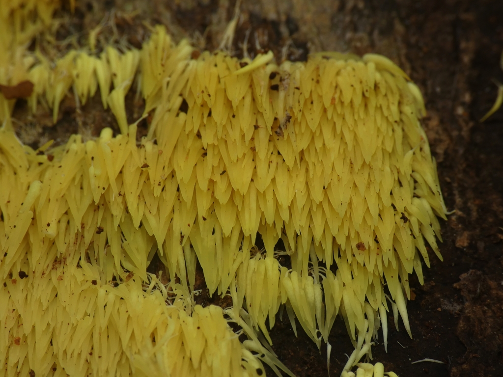 Physalacria sulphurea · April 2025 · photo: © squiresk (iNaturalist, cc-by)