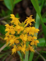 Platanthera cristata