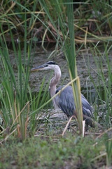 Ardea herodias