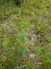 Euphorbia floridana