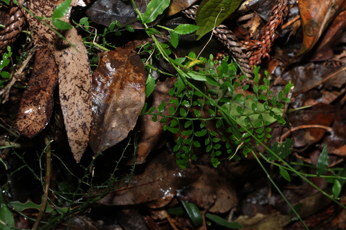 Image of Scrambling Caper (Capparis sarmentosa) by (c) Greg Tasney, some rights reserved (CC BY-SA)
