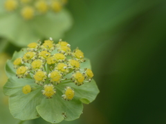 Bupleurum stellatum