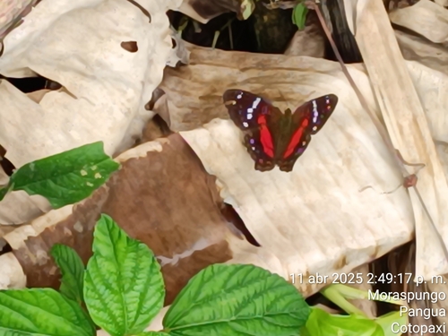 Red Peacock