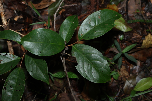 Image of Celastrus subspicatus by (c) Greg Tasney, some rights reserved (CC BY-SA)