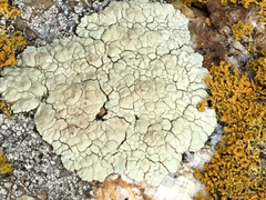 Protoparmeliopsis pinguis