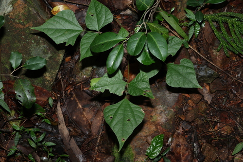 Image of Rhynchosia Acuminatissima by (c) Greg Tasney, some rights reserved (CC BY-SA)
