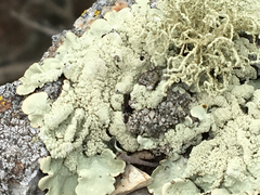 Protoparmeliopsis pinguis