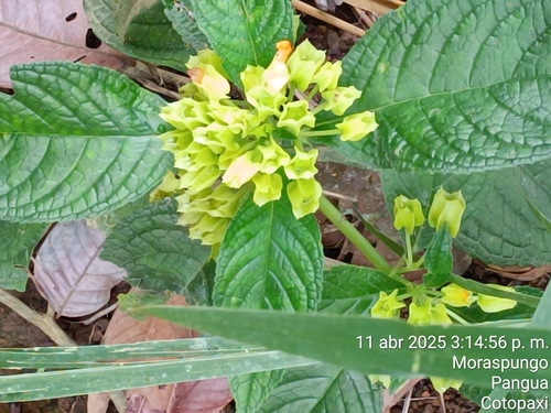 Chrysothemis friedrichsthaliana