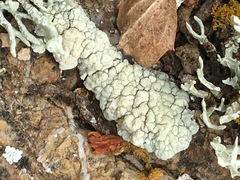 Protoparmeliopsis pinguis