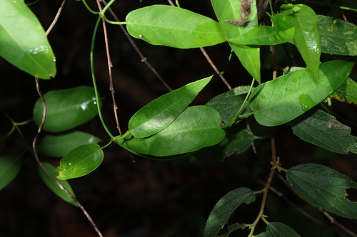 Bowman's milk vine (Vincetoxicum ovatum)