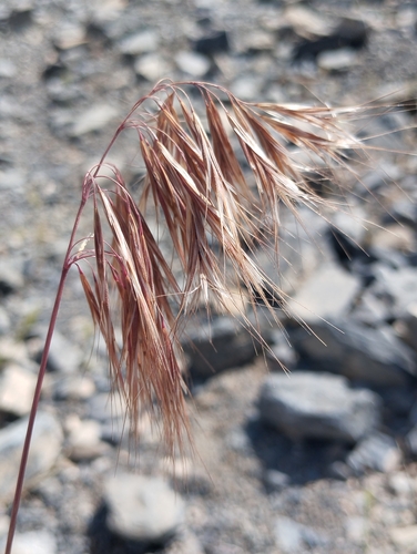 Bromus tectorum