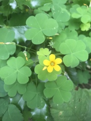 Oxalis suksdorfii
