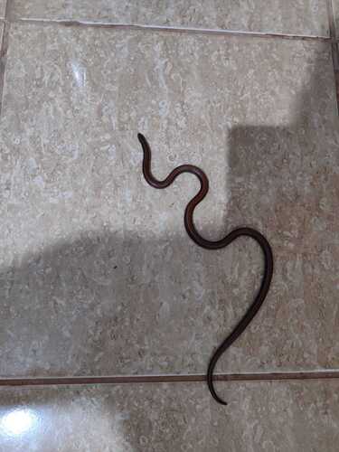 Enparaguayan Burrowing Snake