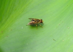 Parhelophilus flavifacies