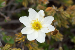 Dryas integrifolia