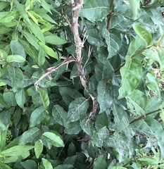 Elaeagnaceae