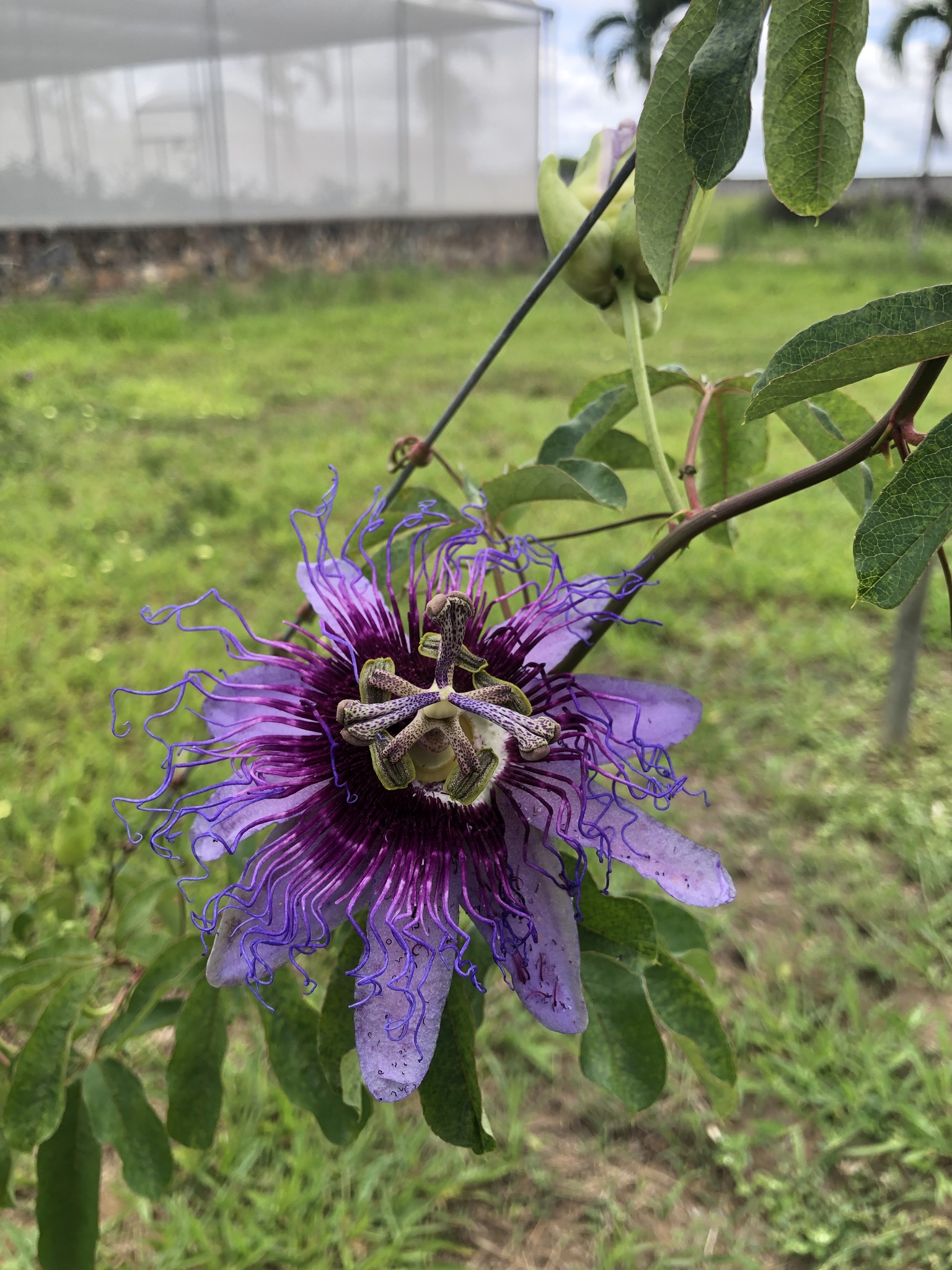 Passiflora cincinnata