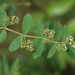 Anisophyllum - Photo (c) pennyjr, μερικά δικαιώματα διατηρούνται (CC BY-NC-ND)