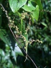 Dioscoreaceae