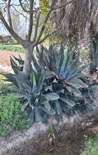 Foto de Piteira