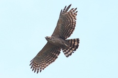 Nisaetus nipalensis