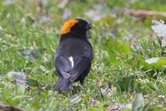 Pyrrhoplectes epauletta