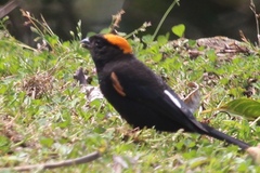 Pyrrhoplectes epauletta