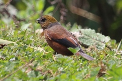 Pyrrhoplectes epauletta