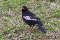 Turdus boulboul