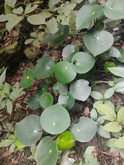 Peperomia tristachya
