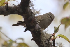 Sylviparus modestus