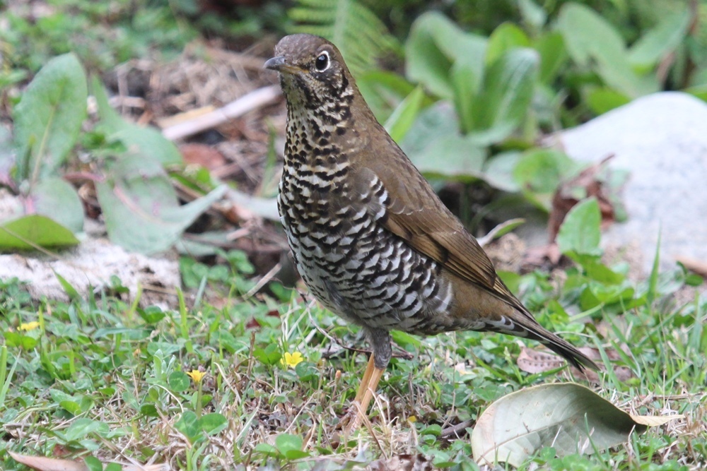 Alpine Thrush