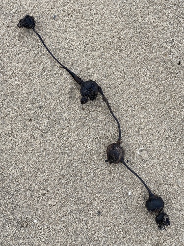 Ascophyllum nodosum observed 2025-04-14