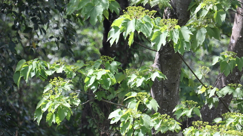 Image of Vernicia montana by (c) 胡正恆(Jackson Hu), some rights reserved (CC BY)